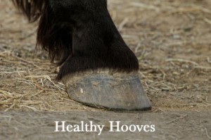 Healthy hoof