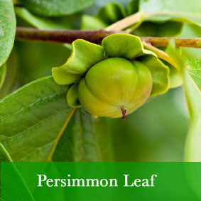Persimmon Leaf